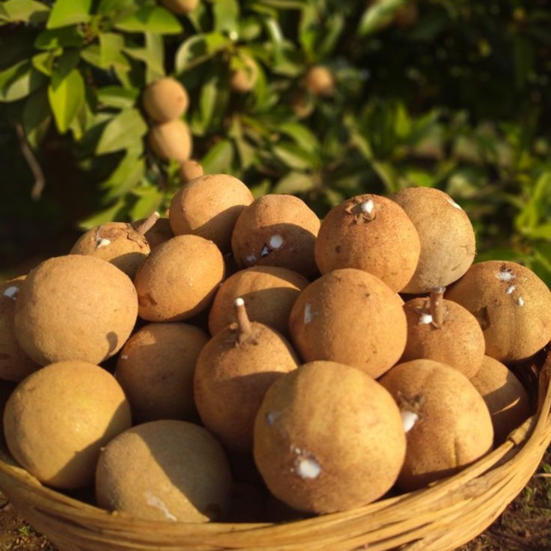Chikoo in Pregnancy: Benefits & Precautions | A Toddler Thing