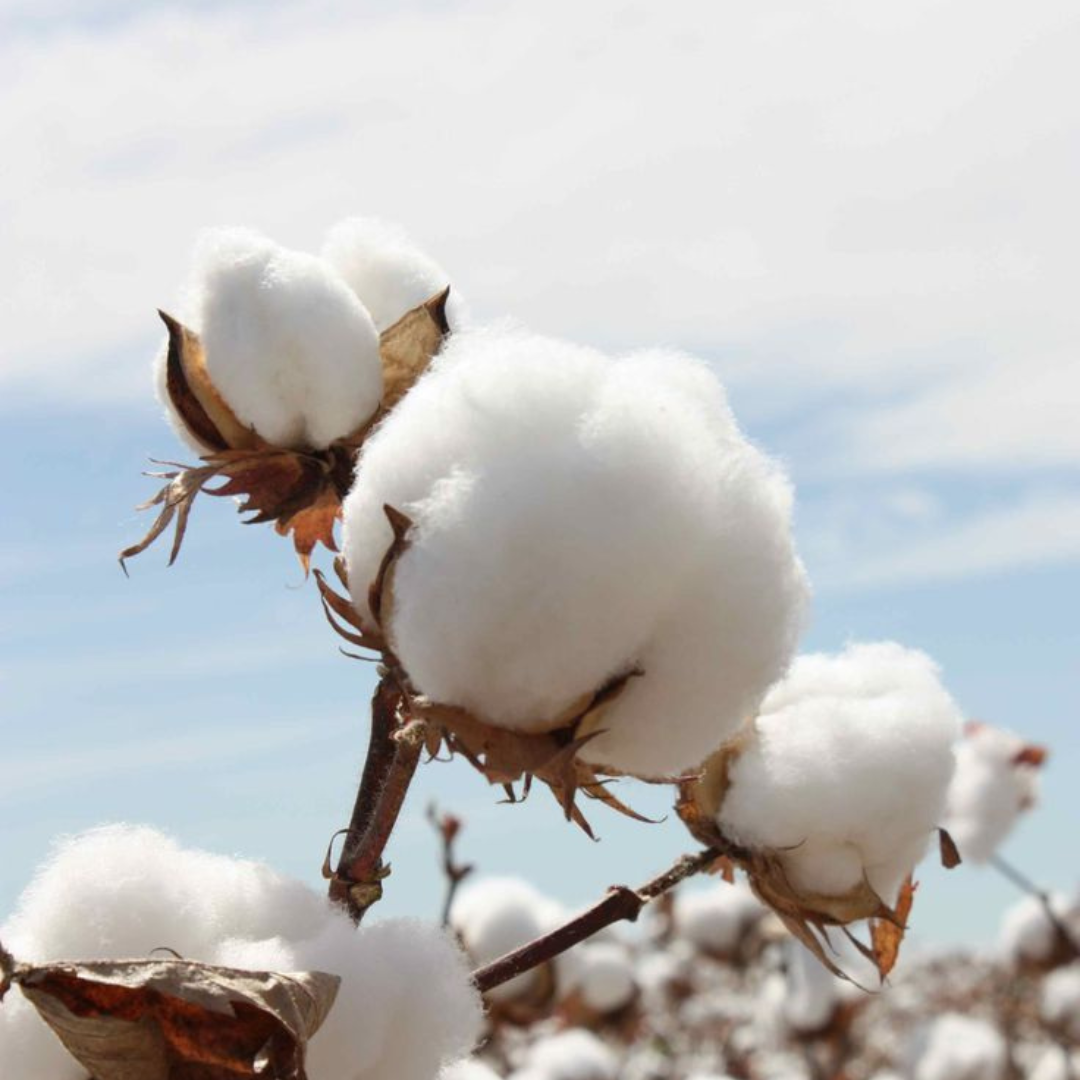 Top 5 Reasons Why Organic Cotton Is Better for Babies